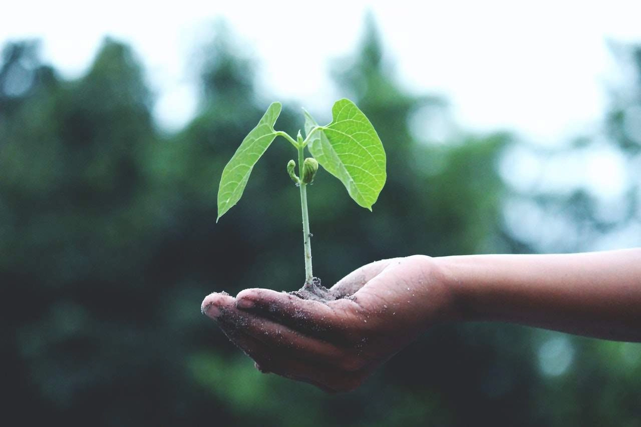 The Growing Christian
