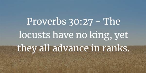 Proverbs 30:27 Bible verse