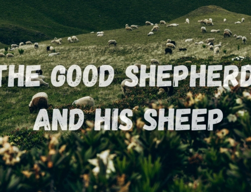 The Good Shepherd and His Sheep